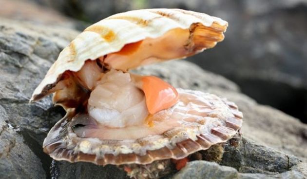 【圖】貝類的營養價值