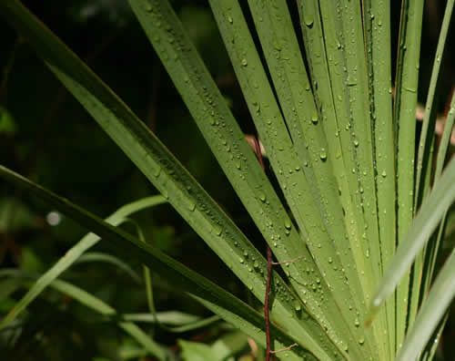 【圖】鋸棕櫚有助於防止脱髮