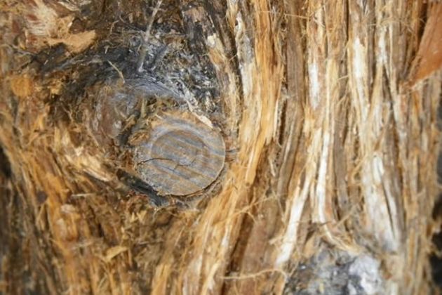 【圖】雪松精油用於治療脱髮