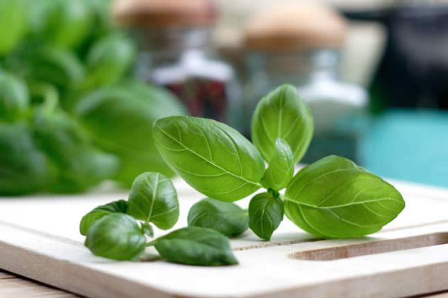 【圖】羅勒用於頭髮生長