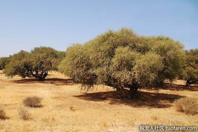 【圖】摩洛哥堅果油的6大用途