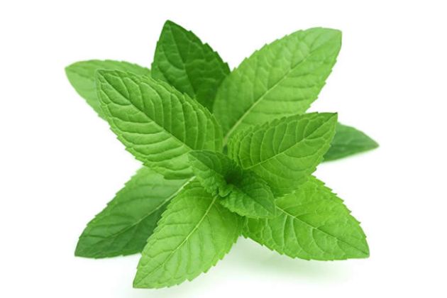 【圖】薄荷醇是什麼？