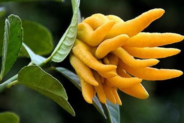 【圖】佛手柑精油的用途和益處