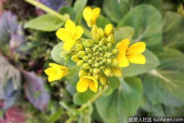 【圖】菜籽油用於頭髮護理的三種方法