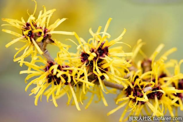 【圖】什麼是金縷梅精油？