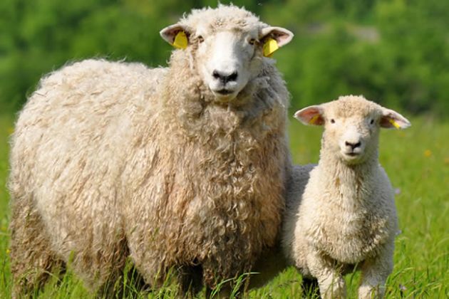 【圖】羊胎盤有什麼好處？