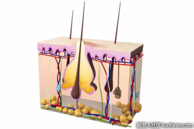 【圖】如何使死毛囊復活？