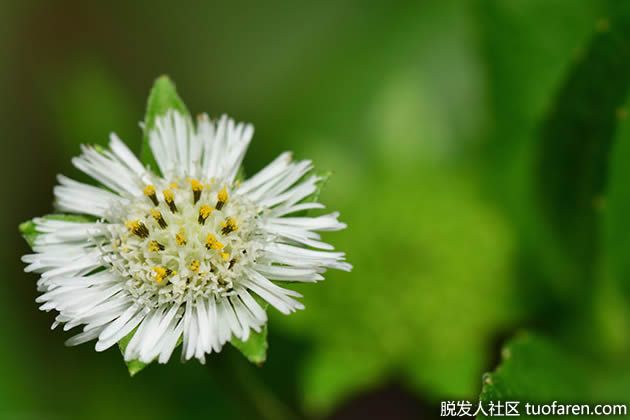 【圖】墨旱蓮對頭髮的好處