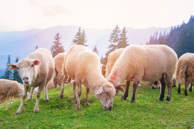 【圖】胎盤對頭髮有什麼好處?