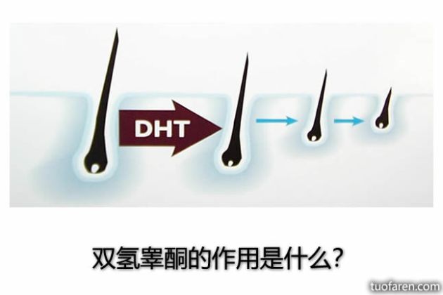 【圖】雙氫睾酮的作用是什麼？
