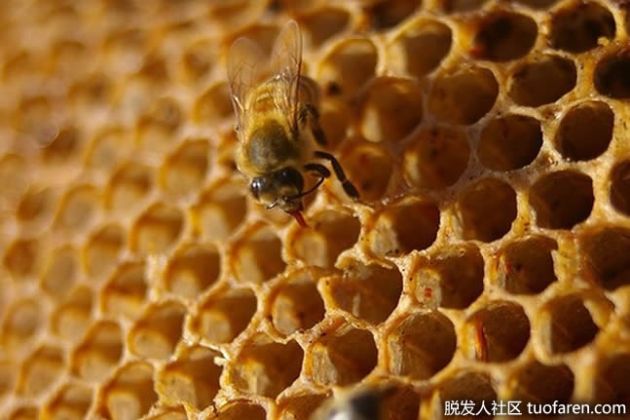 【圖】泛醇的作用及來源