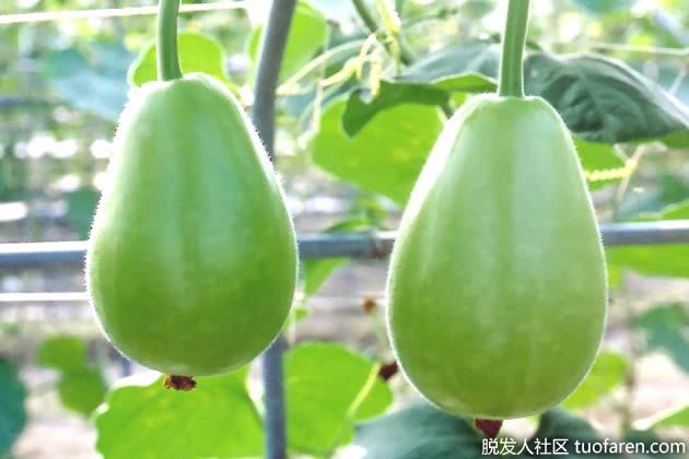 【圖】葫蘆的好處