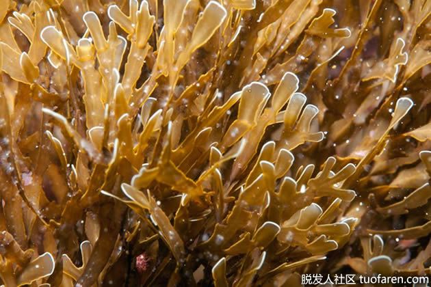 【圖】褐藻對頭髮的好處