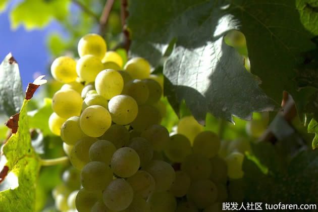 【圖】葡萄籽油與菜籽油的優缺點