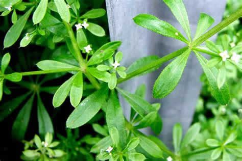 【圖】假馬齒莧對頭髮的好處