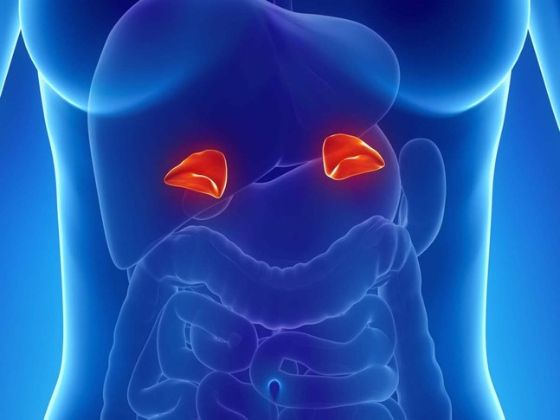 【圖】脱髮與腎上腺功能