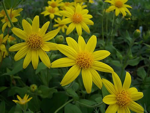 【圖】山金車對頭髮的好處