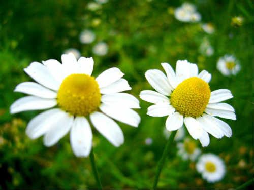 【圖】自制洋甘菊護髮水