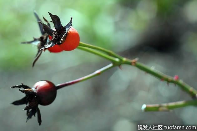 【圖】什麼是玫瑰果籽油？如何使用玫瑰果籽油？