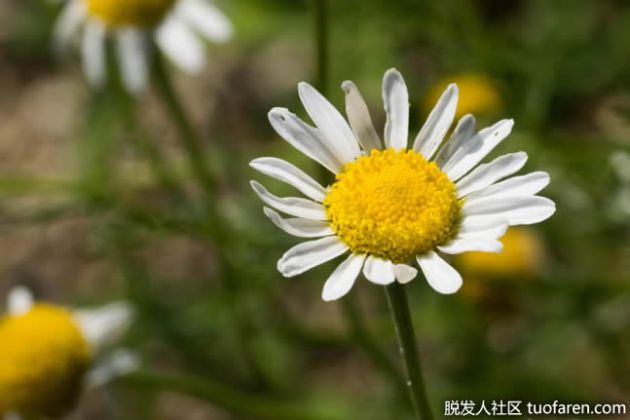 【圖】洋甘菊過敏有哪些症狀？
