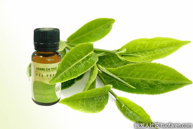 【圖】茶樹油治療銀屑病：療效佳的新藥物