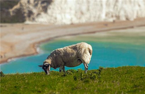 【圖】羊胎素對頭髮護理的好處
