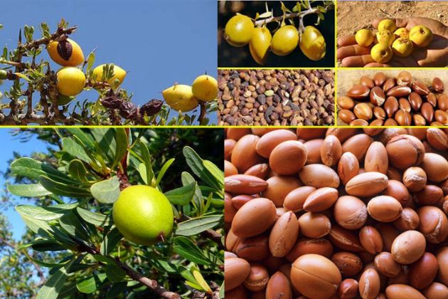 【圖】什麼是堅果油 有哪些營養成分