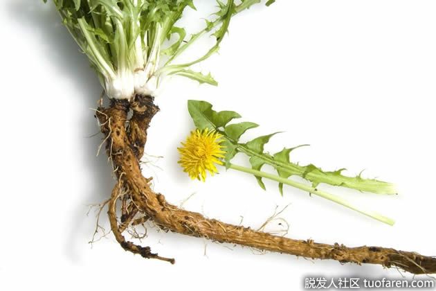 【圖】蒲公英根的好處