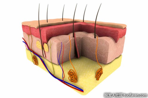 【圖】毛囊受損還會長出頭髮嗎？
