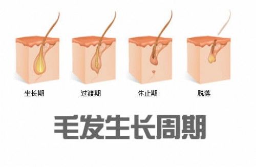 【圖】【圖】毛髮生長週期