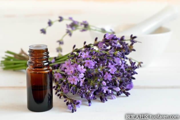 【圖】薰衣草油對頭髮的作用