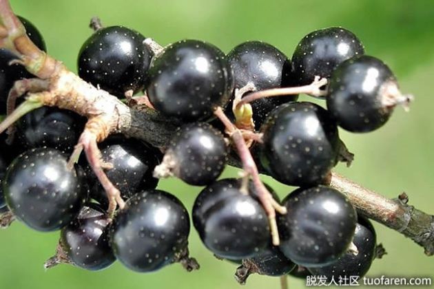 【圖】黑加侖籽油對頭髮的好處