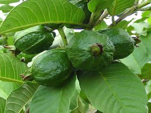 【圖】番石榴葉有助於頭髮生長