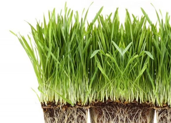 【圖】大麥草有什麼好處?