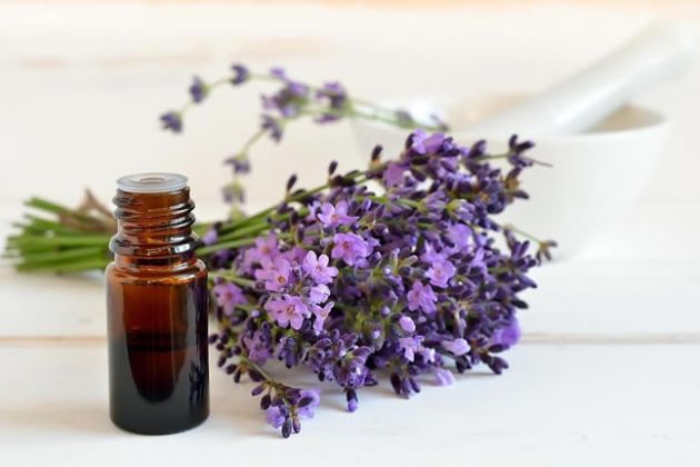 【圖】薰衣草精油油驚人的藥用價值