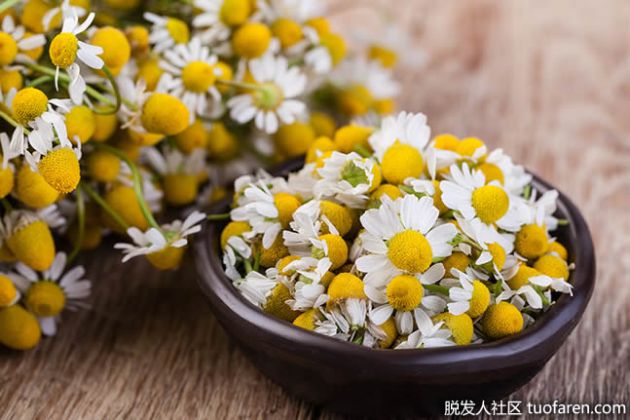 【圖】什麼是有機洋甘菊？