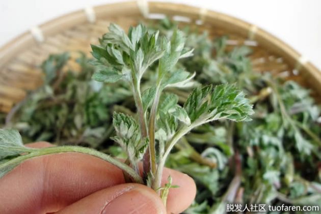 【圖】艾蒿茶對健康有什麼好處？