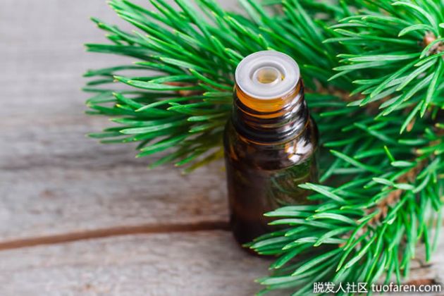 【圖】什麼是松樹精油？