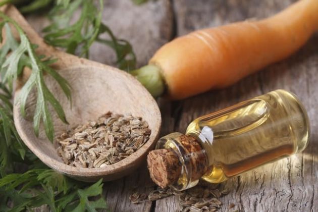 【圖】什麼是胡蘿蔔籽油?