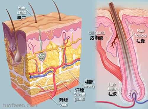 【圖】頭髮從哪裏生長出來的