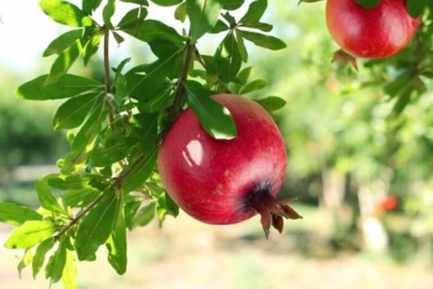 【圖】石榴葉有什麼好處?