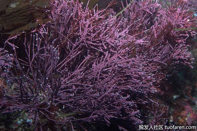 【圖】海藻油補充劑：好處和副作用