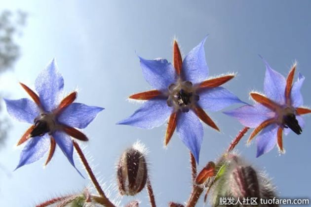 【圖】最常見的琉璃苣油好處是什麼？