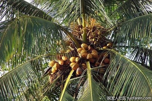 【圖】鯨蠟醇的副作用