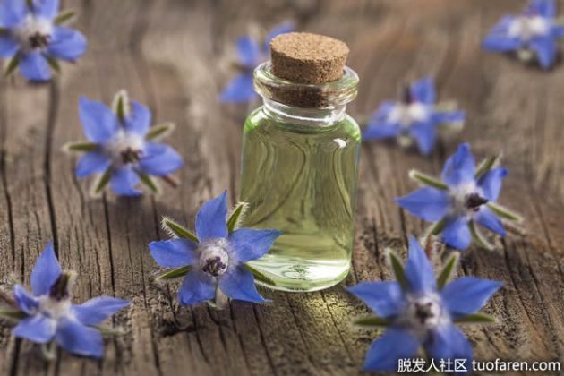 【圖】什麼是琉璃苣籽油？