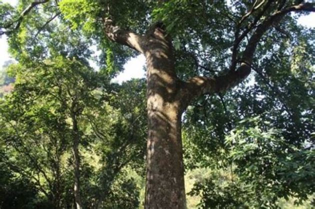 【圖】臀果木屬可防止脱髮