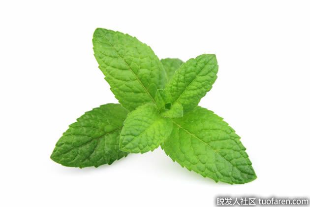 【圖】抑制睾酮的食物：薄荷