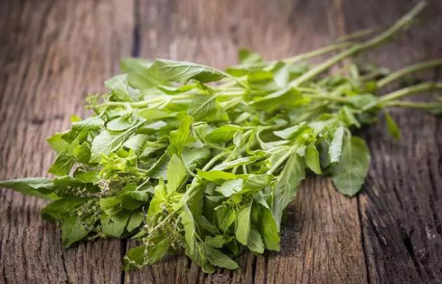 【圖】羅勒治療脱髮的步驟