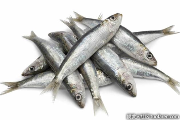 【圖】什麼是沙丁魚油？