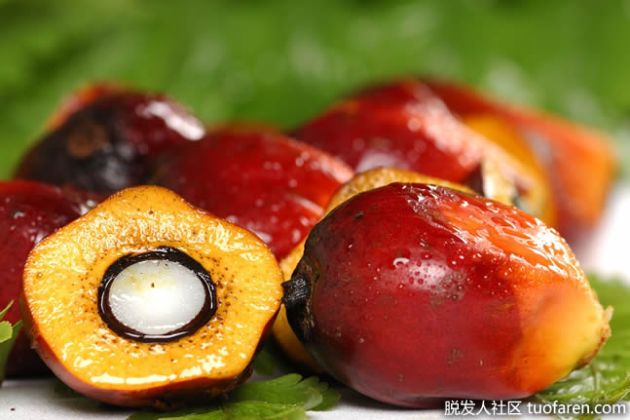 【圖】什麼是棕櫚果油？